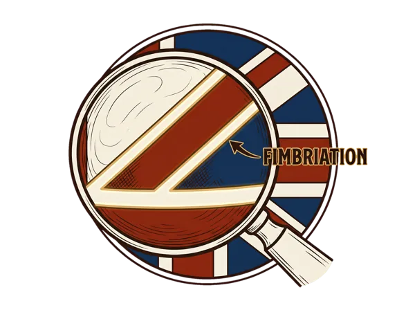 Illustration of Fimbriation